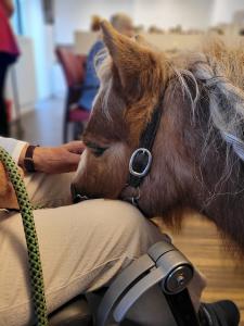 Stichting Ka's Therapiepaardjes Paardenliefhebber met een groot hart